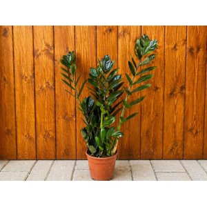Zamiokulkas (Zamioculcas zamifolia) ´RAVEN´ - výška 30-40 cm, kont. C2L
